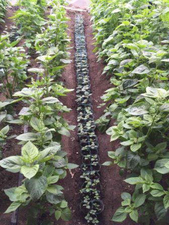黑龙江经济植物_...也是优良用材、观赏及经济植物的推广和示范基地.黑龙江省森林植...